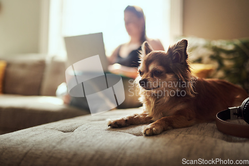 Image of The worlds so much cuter with chihuahuas in them. Shot of a chihuahua sitting on the sofa with a woman using a laptop in the background.