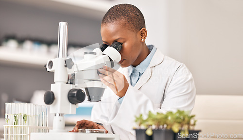 Image of Science, woman and plants, microscope or laboratory research for agriculture, sustainability and leaves test or analysis. Scientist or doctor with lens for eco friendly study, food security or growth