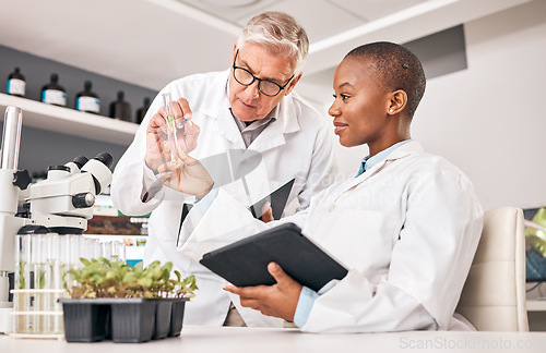 Image of Scientist, test tube and teamwork for plants, agriculture solution and problem solving in laboratory research. Science mentor and student training on digital tablet for growth, leaf or sustainability