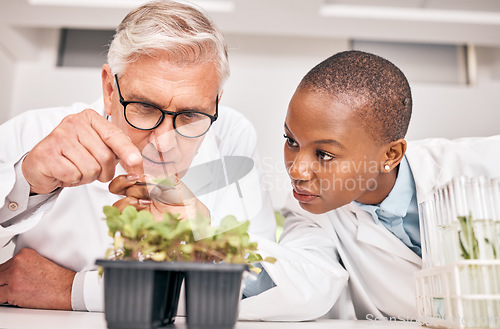 Image of Research, man or black woman with plants, growth or collaboration with scientific experiment, sustainability or agriculture development. Researchers, internship or workers with data analysis or leaf