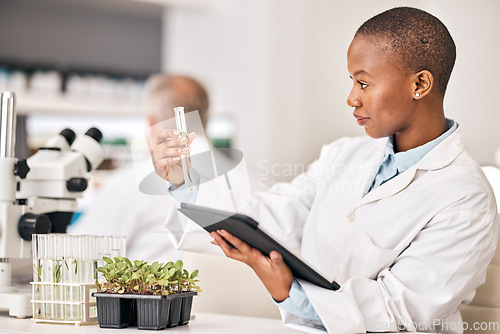 Image of Scientist, test tube and plants on tablet for laboratory research, agriculture and sustainability analysis. African woman or student in science with leaf, growth and eco study on digital technology