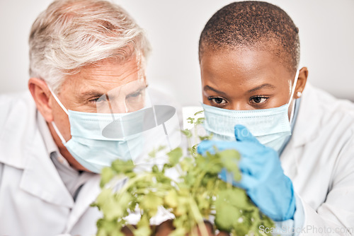 Image of Research, man or black woman with plants, science or collaboration with growth, scientific experiment or agriculture development. Researchers, scientists or workers with masks, attention or leaf data