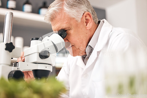 Image of Scientist, plants and microscope in laboratory for healthcare research, natural medicine and growth or sustainability test. Senior man or science doctor with lens in eco friendly pharmaceutical study