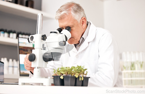 Image of Man, science and microscope in laboratory for plants research, agriculture analysis and growth or sustainability test. Senior scientist or doctor with biotechnology, food security and eco results