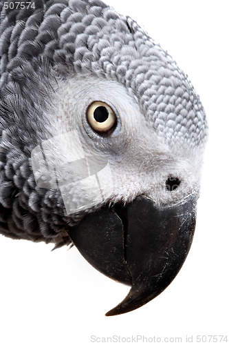 Image of African Grey Parrot isolated on white