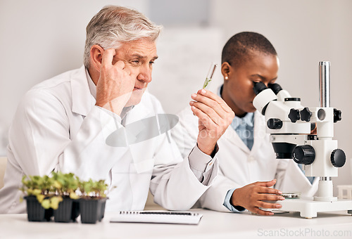 Image of Scientist, thinking and teamwork of plants, agriculture solution and problem solving on microscope research. Science doctor or mentor ideas, growth study or test tube for sustainability in laboratory