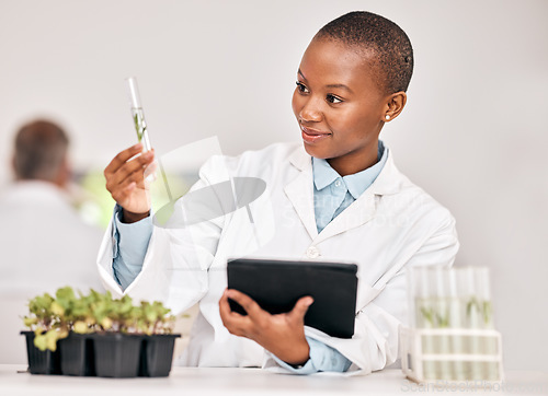 Image of Scientist, woman and plants, tablet and test tube for laboratory research, agriculture or sustainability analysis. African student in science of leaf, growth check and eco study on digital technology