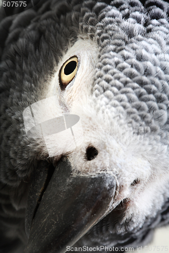 Image of African Grey Parrot isolated on white