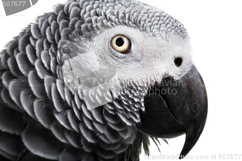 Image of African Grey Parrot isolated on white