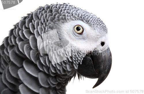 Image of African Grey Parrot