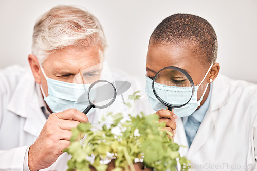 Image of Plants, research or scientists with magnifying glass for growth or experiment in a laboratory. Leaf data, attention or science team with magnifier for agriculture development and ecology with a test