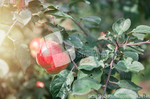 Image of Apple tree with apples