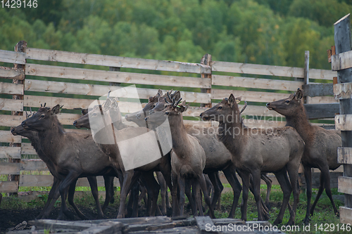 Image of marals on farm in Altay