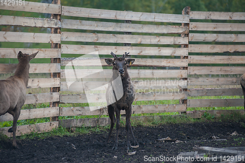 Image of marals on farm in Altay