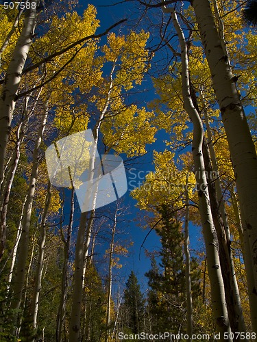 Image of Tall Aspens in Autumn