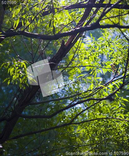 Image of Sunbeam Through Cool Forest Treetops