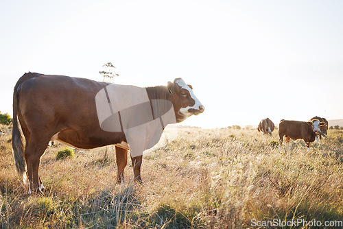 Image of Countryside, rural and cow on a farm for sustainability, agriculture and farming in the morning. Summer, nature and cattle, livestock or animals on a field in a natural emvironment for carbon capture