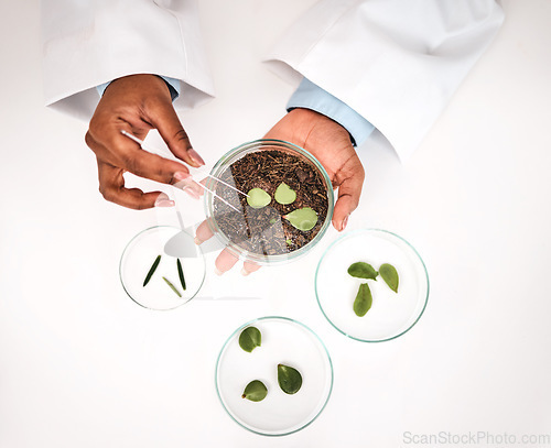 Image of Tweezer, plants and scientist hands with petri dish and agriculture study for food security. Eco research, above and sustainability with leaf growth and ecology test with fertilizer and soil analysis