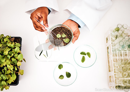 Image of Laboratory, plants and scientist hands with petri dish and agriculture study for food security. Eco research, above and sustainability with leaf growth and ecology test with fertilizer and soil data