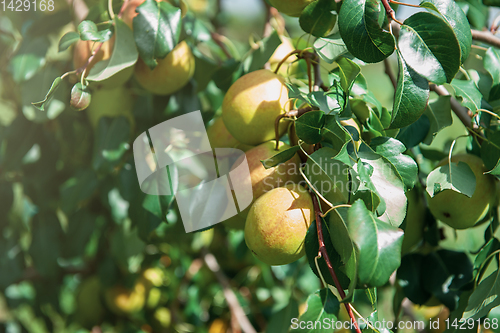 Image of Pear tree with fruit