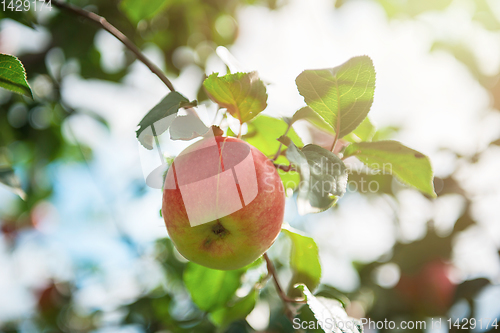 Image of Apple tree with apples