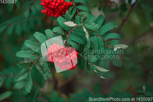 Image of Rowan on a branch.