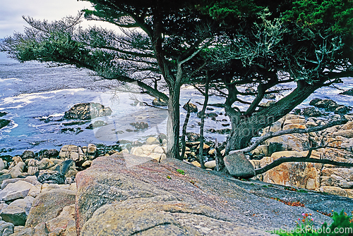 Image of Point Lobos, California