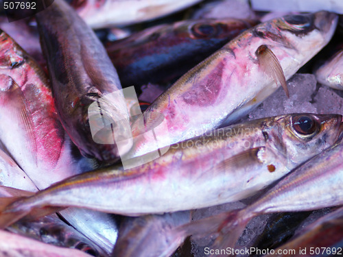 Image of fresh fish