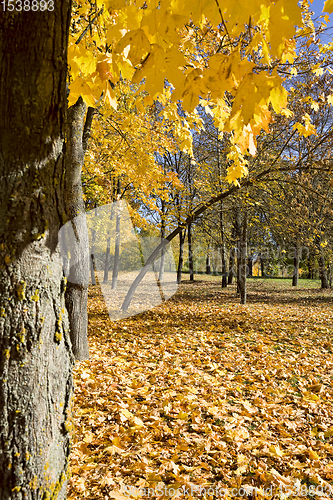 Image of yellowed trees