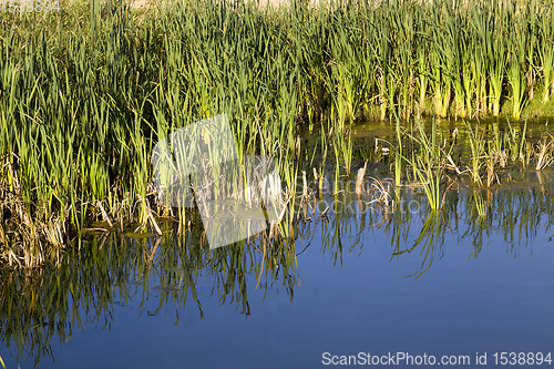 Image of grass by the shore