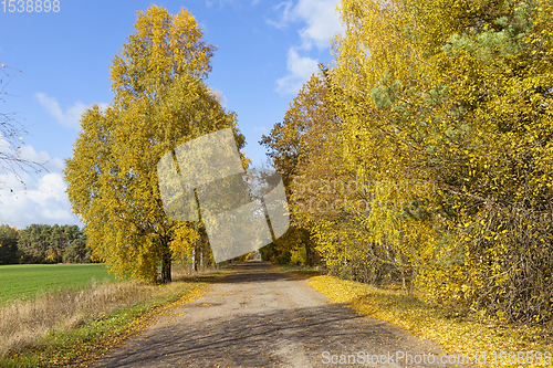 Image of beautiful natural foliage