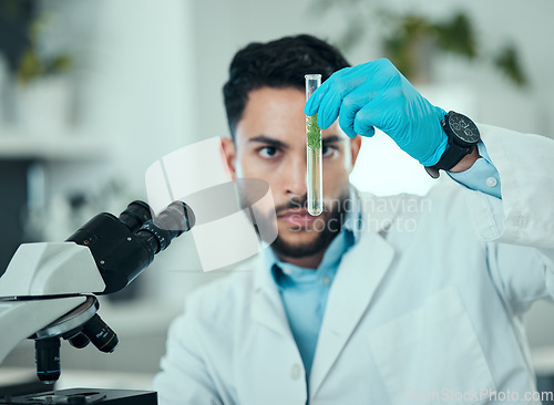 Image of Science, man and analysis of test tube plant, biotechnology product and check natural sample for botany development. Lab experiment, investigation or male scientist focus on organic growth inspection