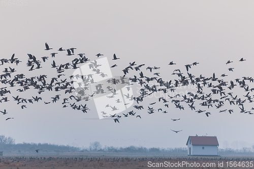 Image of flying flock Greylag goose, Hortobagy Hungary