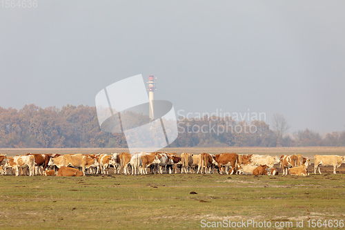 Image of cattle in Hortobagy National Park, Hungary