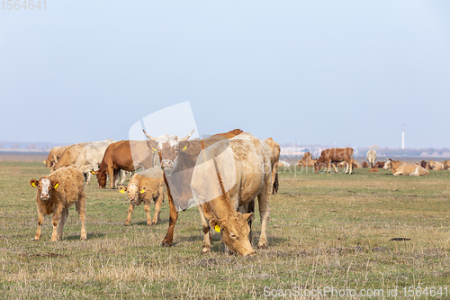 Image of cattle in Hortobagy National Park, Hungary