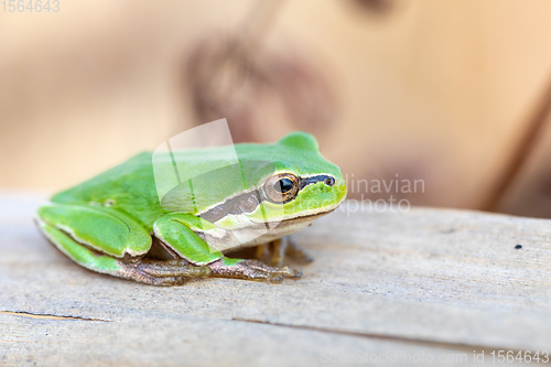 Image of green tree frog Hortobagy, Hungary