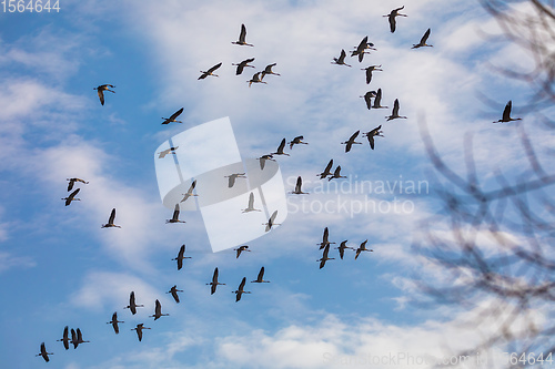 Image of flying bird flock Common Crane, Hortobagy Hungary