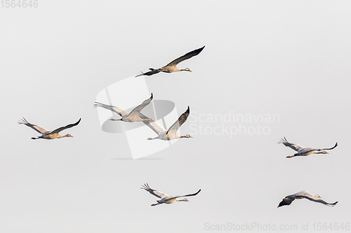 Image of flying bird flock Common Crane, Hortobagy Hungary