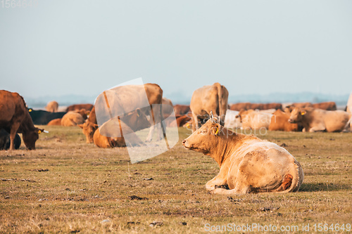 Image of cattle in Hortobagy National Park, Hungary