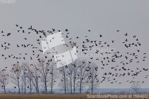 Image of flying flock Greylag goose, Hortobagy Hungary