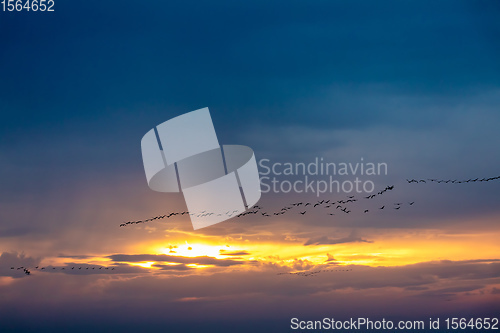 Image of flying bird flock Common Crane, Hortobagy Hungary