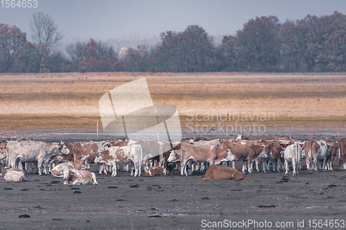 Image of cattle in Hortobagy National Park, Hungary