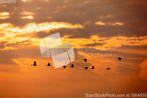 Image of flying bird flock Common Crane, Hortobagy Hungary