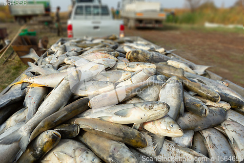 Image of Harvesting Of Fish In The Pond