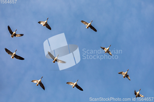 Image of flying flock Greylag goose, Hortobagy Hungary