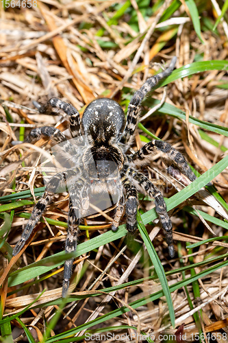 Image of biggest european spider Geolycosa vultuosa, Hungary