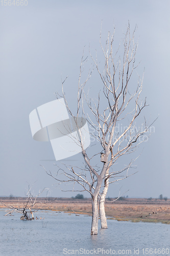 Image of misty landscape of Hortobagy landscape