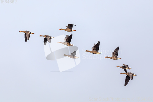 Image of flying flock Greylag goose, Hortobagy Hungary