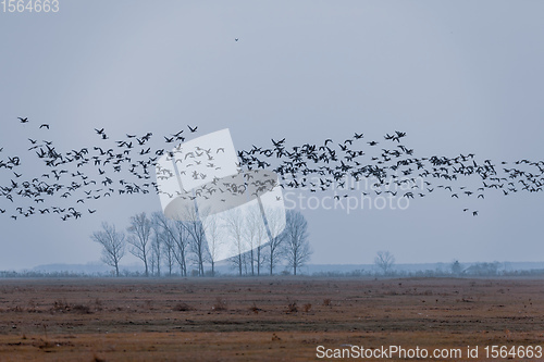 Image of flying flock Greylag goose, Hortobagy Hungary