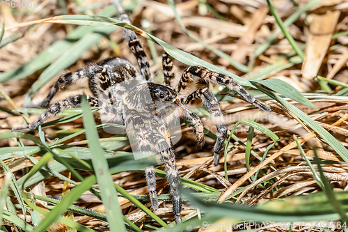 Image of biggest european spider Geolycosa vultuosa, Hungary